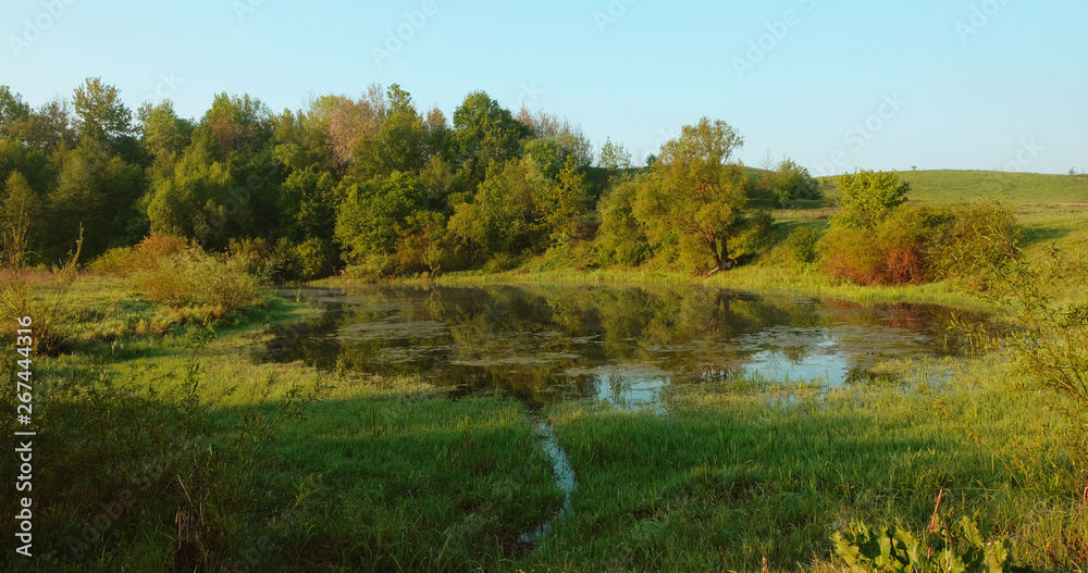 Fototapeta premium Green overgrown pond. Summer in the park.
