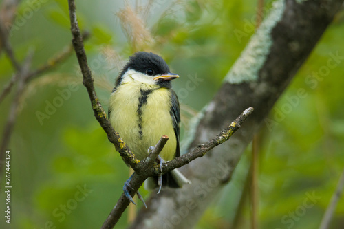 Mésange Charbonnière