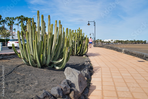 Cactus decorating the Promenade of Playa grande in Puerto del Carmen, Lanztarote, Spain photo