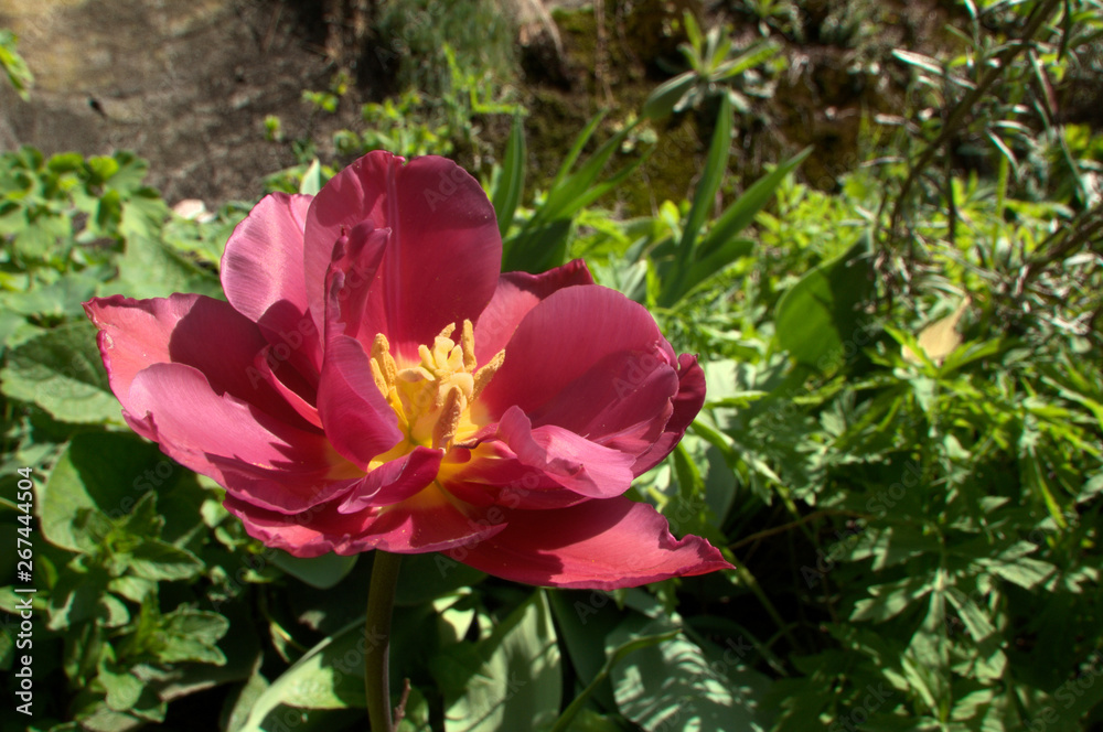 Pink tulip flowering in Swiss cottage garden, alpine village of Berschis