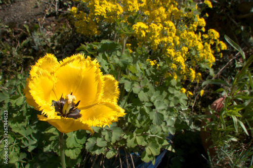 Yellow fringed tulip flowering in Swiss cottage garden, alpine village of Berschis photo