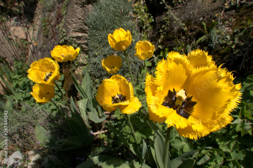 Yellow fringed tulip flowering in Swiss cottage garden, alpine village of Berschis photo