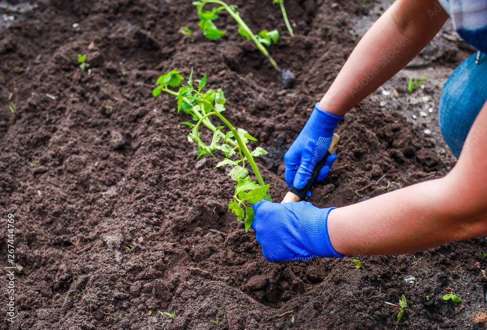 planting young tomato plants in the ground. the farmer's hands in