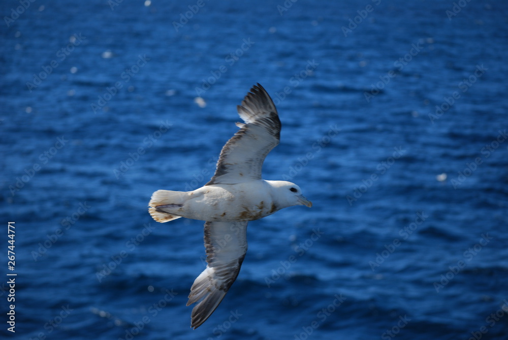 Fototapeta premium seagull
