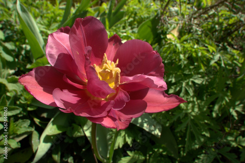 Pink tulip flowering in Swiss cottage garden, alpine village of Berschis