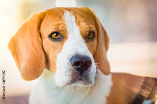 Portrait of beautiful dog with big eyes, nose and long ears