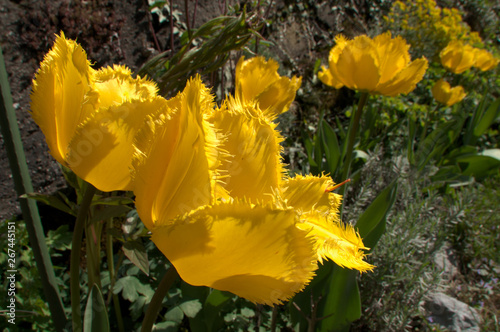 Yellow fringed tulip flowering in Swiss cottage garden, alpine village of Berschis
