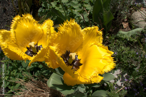 Yellow fringed tulip flowering in Swiss cottage garden, alpine village of Berschis photo