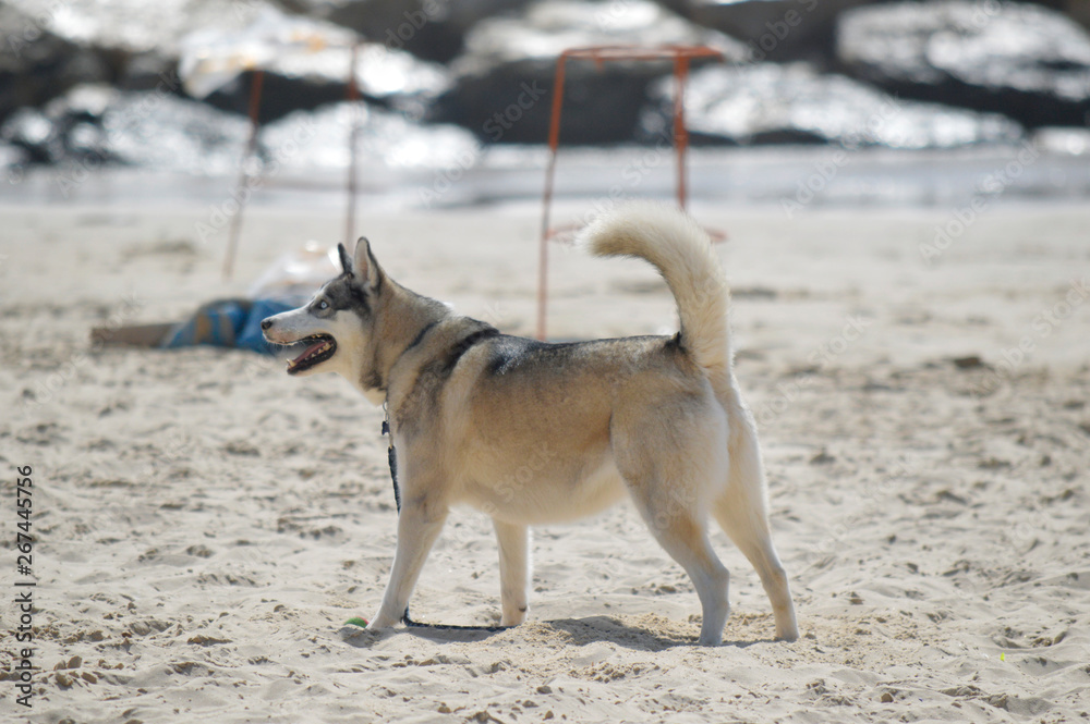 Happy husky dog at the Gordon beach. Tel Aviv, Israel.