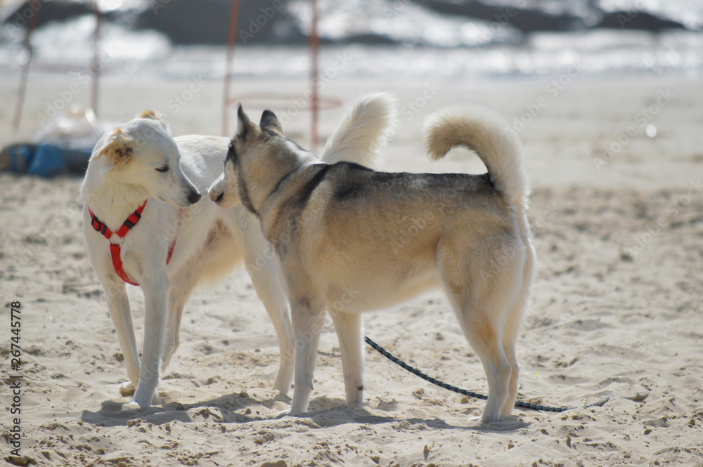 Happy husky dog at the Gordon beach. Tel Aviv, Israel.