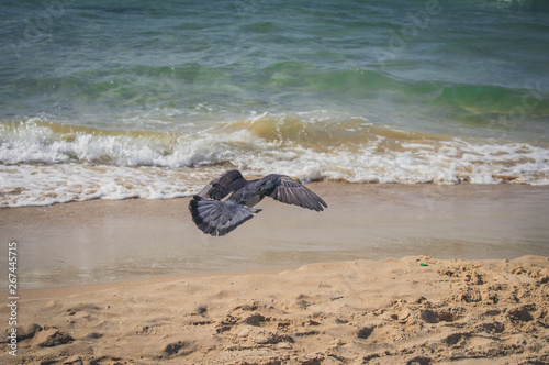 Dove flying to the sea at the Gordon beach. Tel Aviv, Israel.