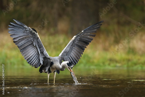 Grey heron - Ardea cinerea - with fish in water in summertime