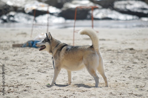 Obraz na płótnie Happy husky dog at the Gordon beach. Tel Aviv, Israel. w salonie