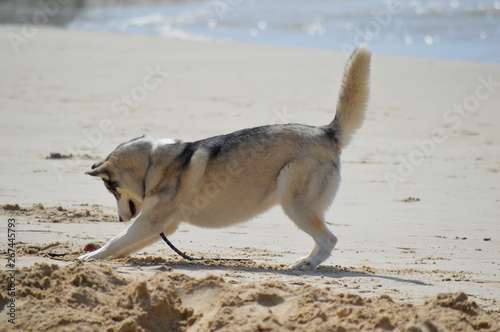 Happy husky dog at the Gordon beach. Tel Aviv, Israel.