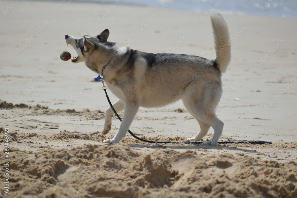 Happy husky dog at the Gordon beach. Tel Aviv, Israel.