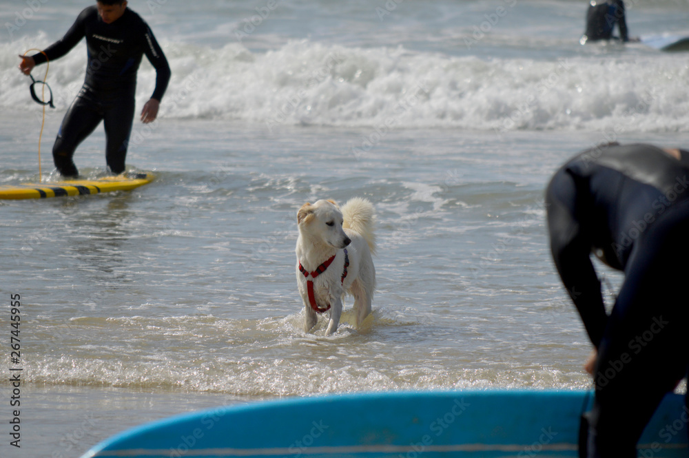 Happy husky dog and surfer at the Gordon beach. Tel Aviv, Israel