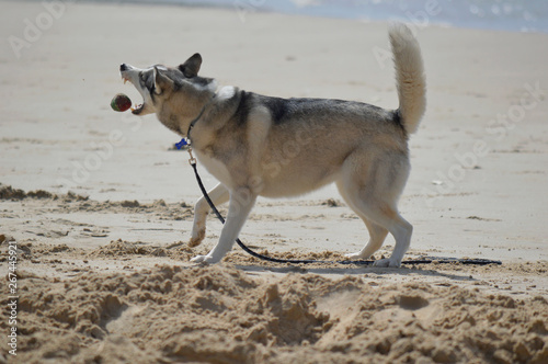 Obraz na płótnie Happy husky dog at the Gordon beach. Tel Aviv, Israel. w salonie