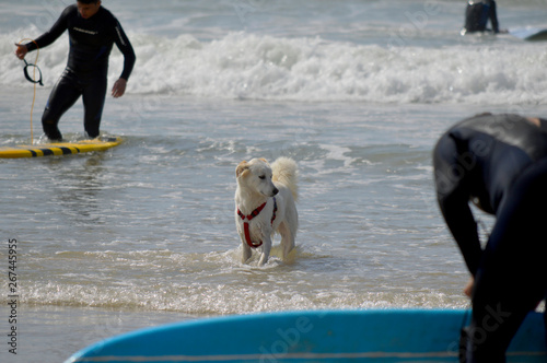 Obraz na płótnie Happy husky dog and surfer at the Gordon beach. Tel Aviv, Israel w salonie