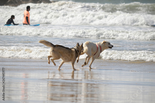 Happy husky dogs and surfers at the Gordon beach. Tel Aviv, Israel