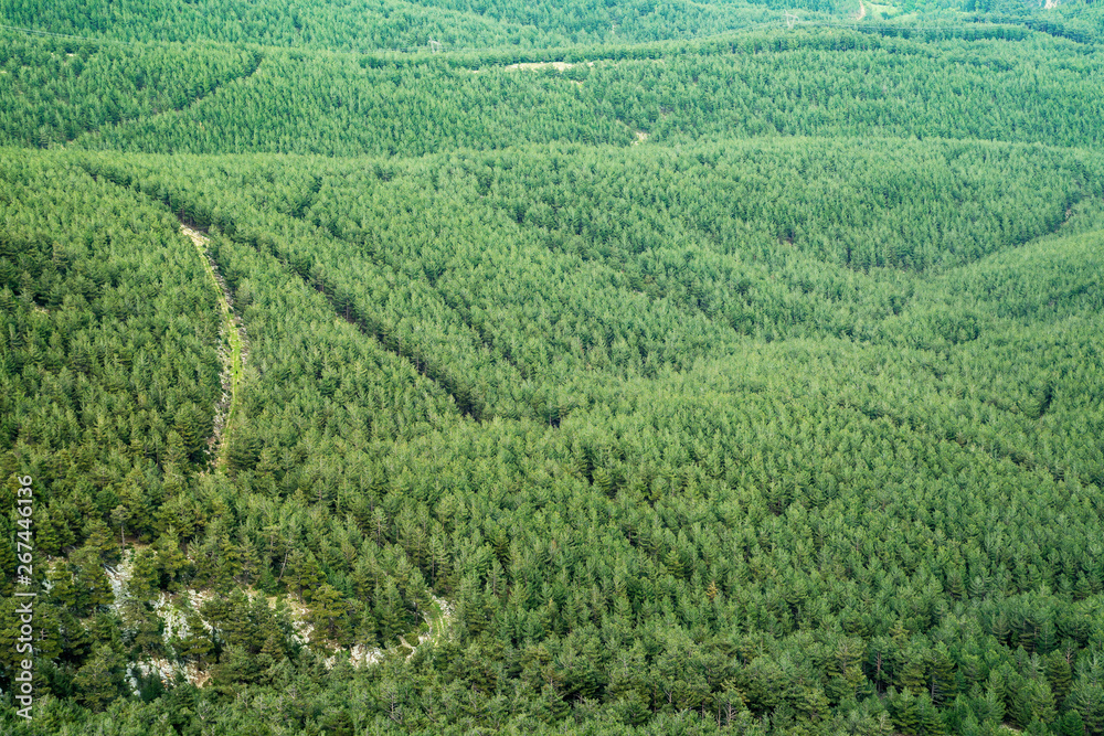 Green forest aerial view. Green clean fir-tree forest from above