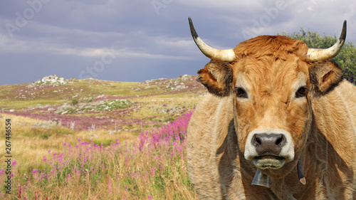 French French Aubrac cow, with bell and wild landscape in background. Auvergne, France