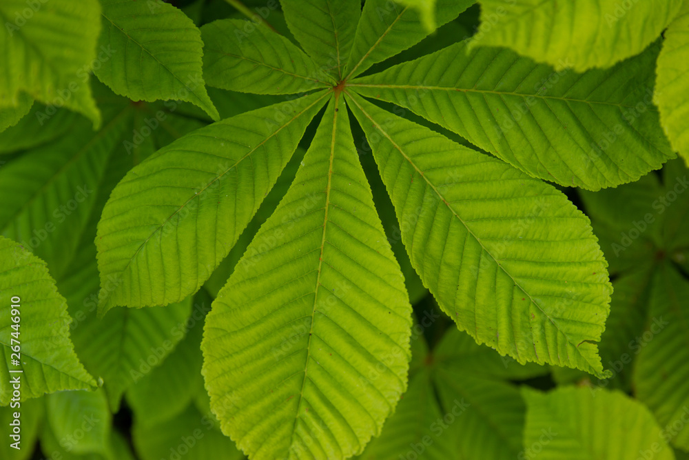 leaf, abstract green texture, nature background Green leaves background. leaf, abstract green texture, nature background Green leaves background.