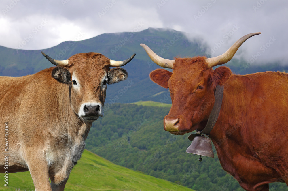 Vache de race Salers et Aubrac pendant l'estive. Auvergne, France, Europe
