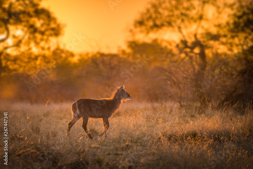 A single young waterbuck (kobus ellipsiprymnus) walking across a grassy clearing at sunset photo