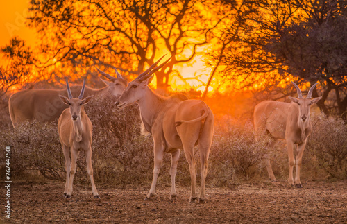 A herd of eland (taurotragus oryx) gathered around shrubs under an intense orange sunset photo