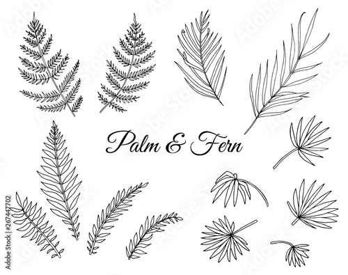 Vector set of tropical fern and palm leaves. Line drawing of jungle foliage. Hand drawn home tropic leaf clip art isolated on white background