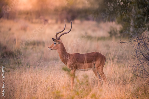 A lone male impala  aepyceros melampus  standing in a grassy clearing at sunset