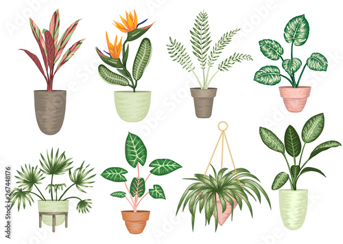 Vector illustration of tropical houseplants in pots isolated on white background. Bright realistic strelitzia  monstera  alocasia  dieffenbachia  cordyline. Design elements for home decoration.