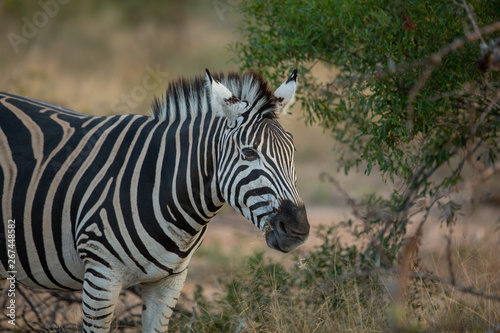 A burchells zebra or also known as the plains zebra.