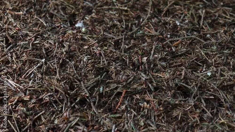 Ants work hard in their anthill. Macro. The camera moves from right to left. Ants work hard in their anthill. Macro. The camera moves from right to left.
