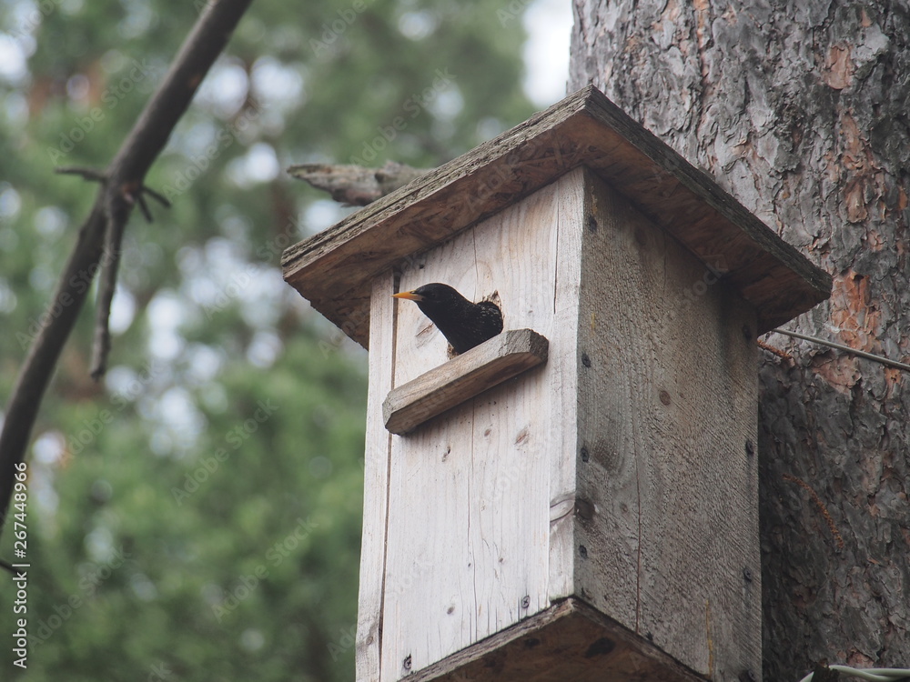 Starling near the birdhouse. Artificial bird's nest. Starling near the birdhouse. Artificial bird's nest.