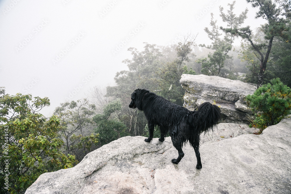Dog at McAfee Knob Along the Appalachian Trail on Catawba Mountain in Virginia