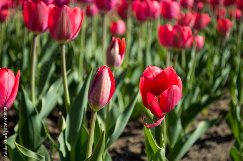 Red tulips in the field. Spring flowers. Tulips wallpaper. Postcard. Flowers view. Nature concept