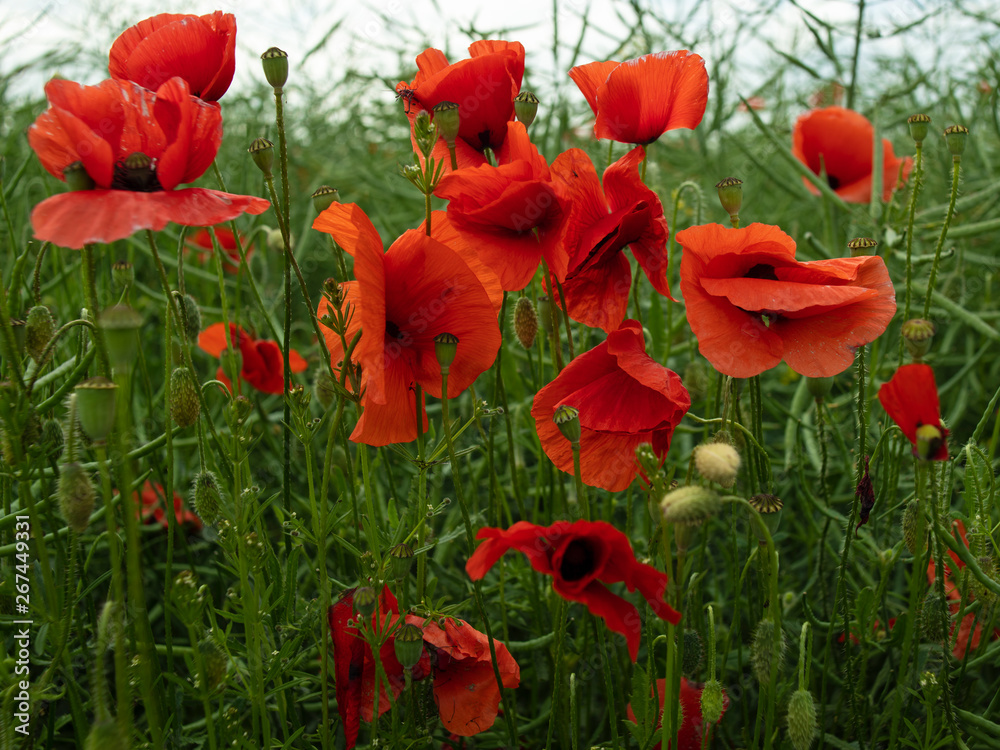 Obraz premium Roter Mohn