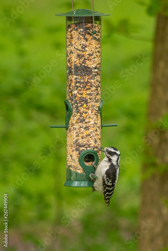 Downy woodpecker pecking at bird feeder