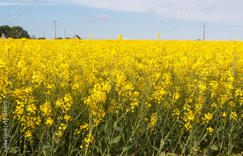 Field of canola with yellow flowers in Brittany during spring