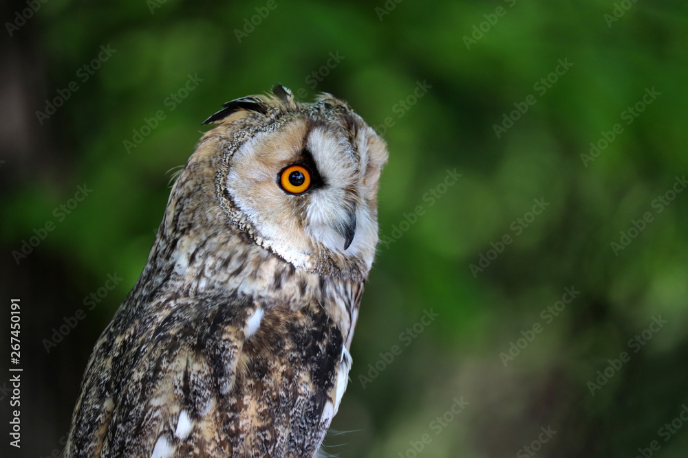 Owl portrait on green blurred background. Small long-eared owl (Asio otus) in a forest, nocturnal bird Owl portrait on green blurred background. Small long-eared owl (Asio otus) in a forest, nocturnal bird