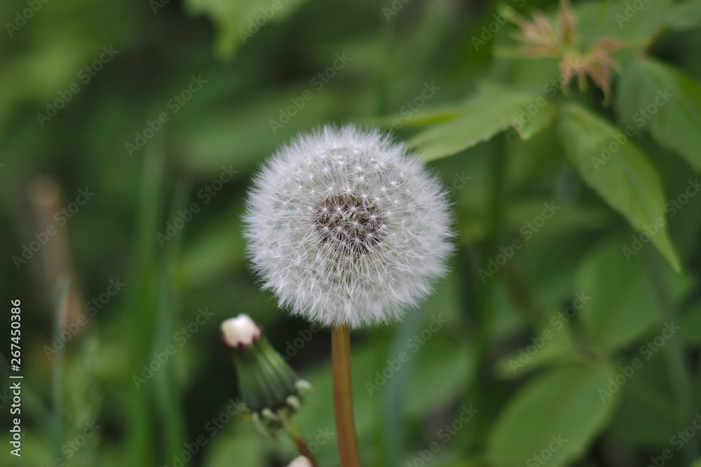 white fluffy dandelion in green grass white fluffy dandelion in green grass