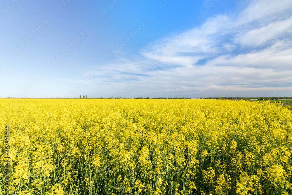 photo canola field / bright hot summer day landscape in nature photo canola field / bright hot summer day landscape in nature