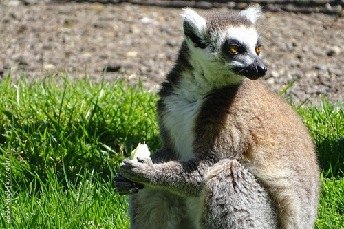 Cute ring-tailed lemur eating at the zoo