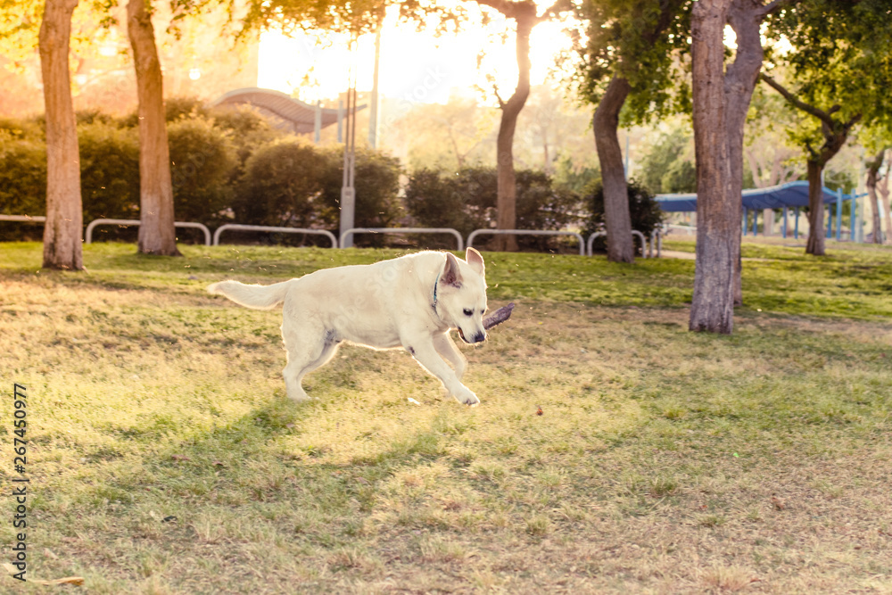 Obraz premium fuzzy adult Labrador playful happiness dog portrait carries a stick in his mouth in park outdoor green sunny space environment to walking with domestic pets