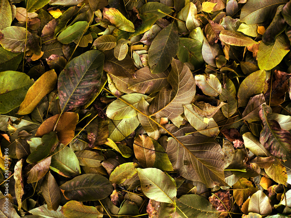 Image of walnut leaves making background on the ground in nice golden green and brown colour shades. Image of walnut leaves making background on the ground in nice golden green and brown colour shades.