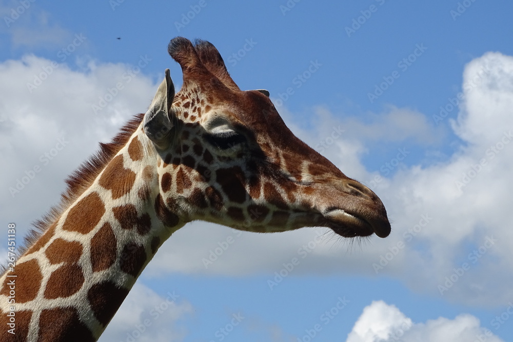 Beautiful giraffe at the zoo