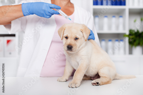 Fototapeta Naklejka Na Ścianę i Meble -  Veterinary healthcare professional giving an injection to a cute sitting puppy dog