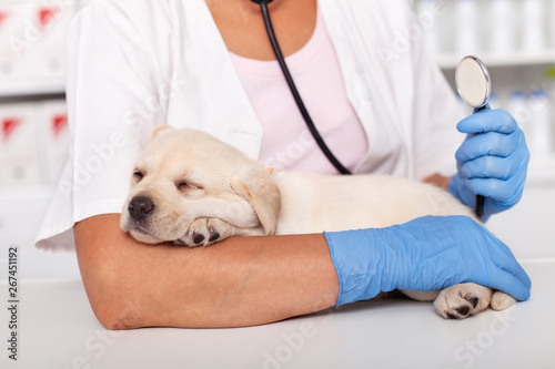 Fototapeta Naklejka Na Ścianę i Meble -  Veterinary healthcare concept with professinal hands holding cute puppy dog and a stethoscope