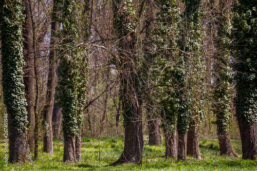 Fototapeta Naklejka Na Ścianę i Meble -  English park with old trees